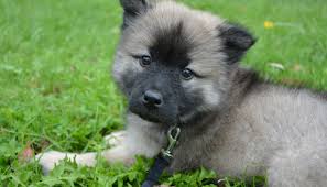 puppy